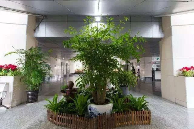 醫(yī)院綠植租擺的方案與建議