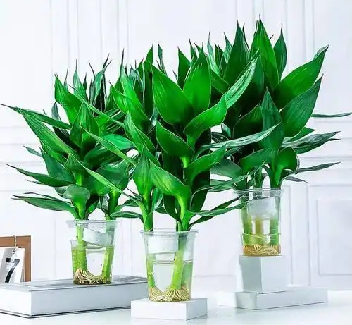 常州綠植租賃公司教你水培富貴竹葉子發(fā)黃怎么辦