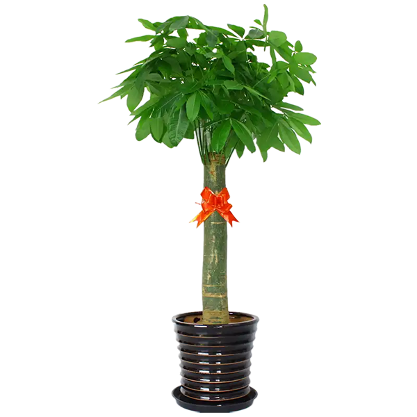 植物租賃公司推薦｜開(kāi)業(yè)送綠植，這幾款高顏值又有寓意！