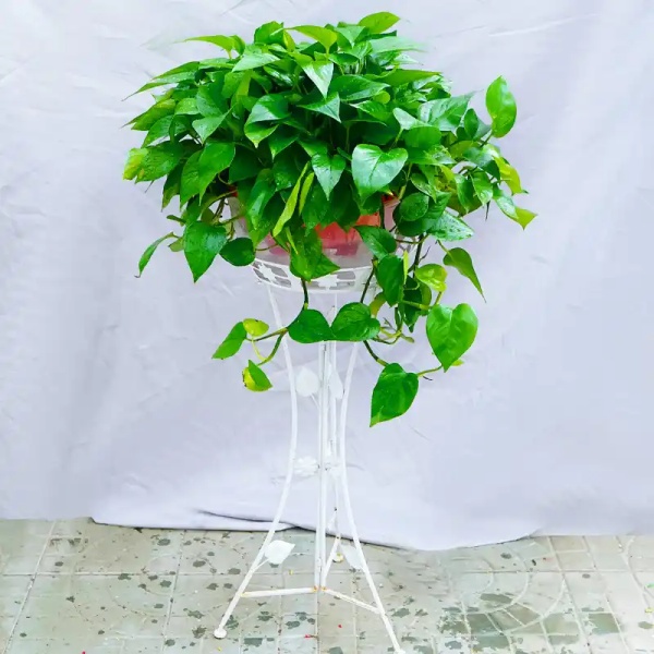 新房裝修最適宜養(yǎng)哪些綠植