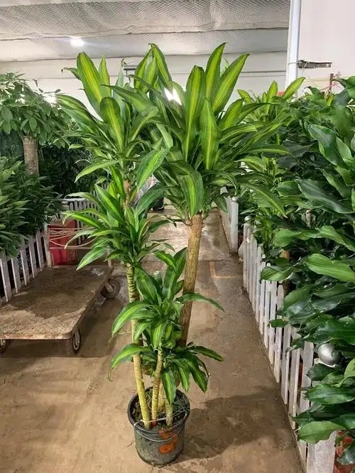 綠色服務興起，花木租賃與養(yǎng)護迎來新機遇