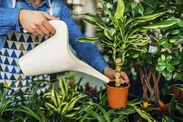 綠植養(yǎng)護(hù)與租賃協(xié)同發(fā)力，為城市綠意添活力
