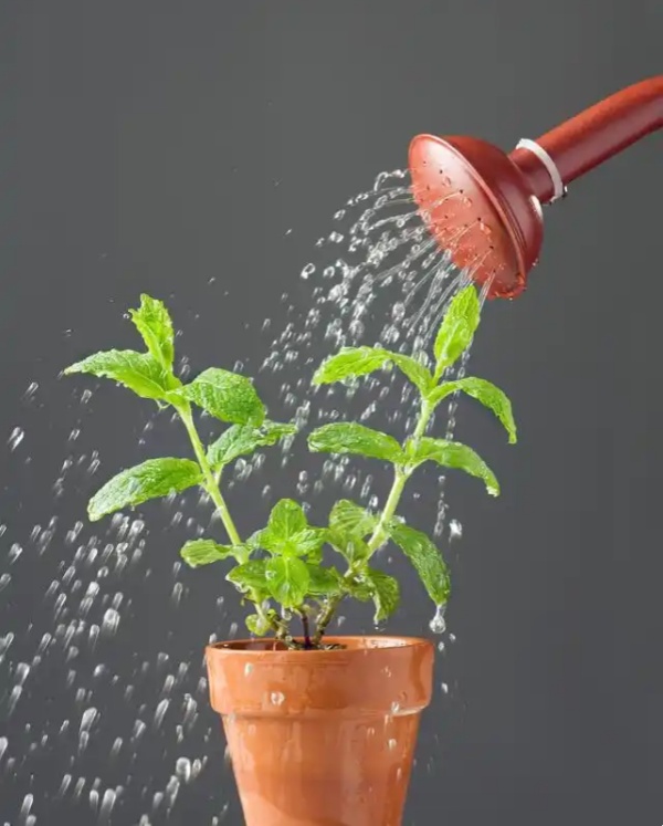 夏季綠植養(yǎng)護(hù)澆水指南