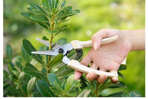 綠植花卉養(yǎng)護